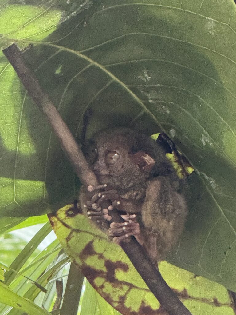 보홀 안경원숭이